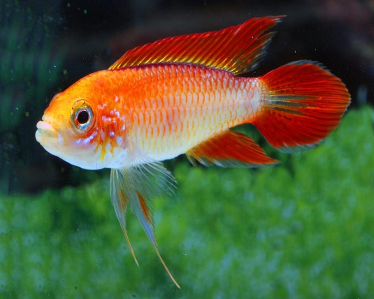 Agassizs Fire Red Dwarf Cichlid ~ 3cm - 4cm